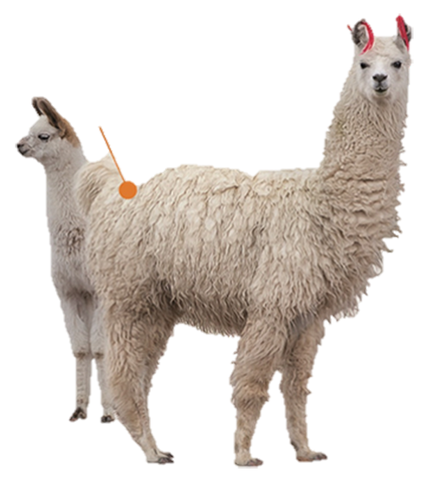 llama2